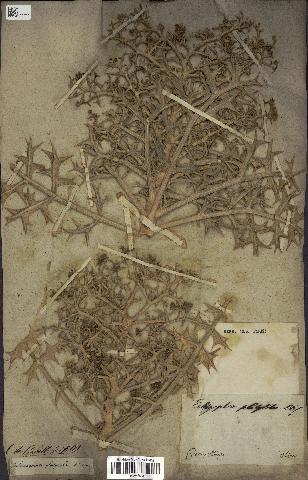 معرفی گیاهان - خوشاریزه